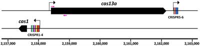 Function of the RNA-targeting class 2 type VI CRISPR Cas system of Rhodobacter capsulatus